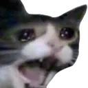 :meowscream: