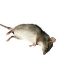 :sleepyratto: :sleepyratto:
